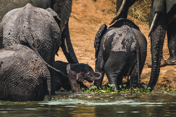 Majestic Tuskers under the Golden African Sun