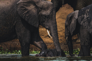 Majestic Tuskers under the Golden African Sun