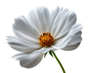 Fototapeta premium Single beautiful white cosmos flower with delicate petals, isolated on transparency background. This elegant and pure plant blossom expresses nature simple, serene beauty