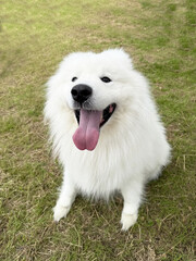 Happy Samoyed Dog Smiling on Green Grass