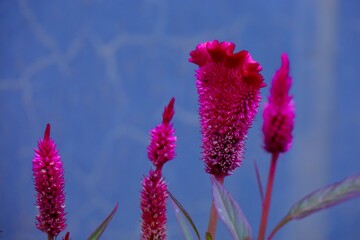 ケイトウのピンクとブルー