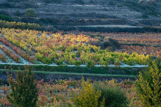 Autumn vineyards in La Rioja, Spain with patchwork fields and curved rows forming geometric rhythm under soft natural light