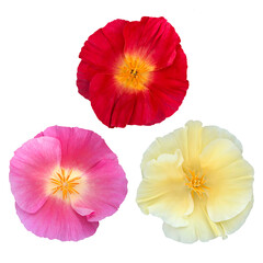 赤、ピンク、黄色のカリフォルニアポピーの花