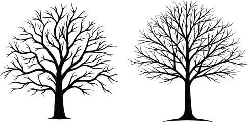 Striking silhouette of two bare deciduous trees without leaves in winter or fall
