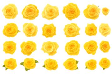 A beautiful seamless floral pattern features a repeating background of yellow roses and their petals in full bloom