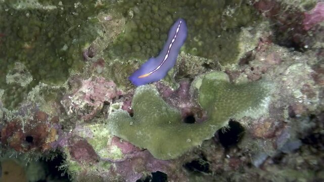 A vibrant purple flatworm with an orange stripe glides across coral reef in Anilao, Philippines. Experience the beauty of marine life in this shallow water paradise.