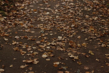 Autumn colors in the park