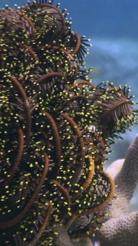 A yellow fish swims by a sea lily attached to coral on the seafloor. A stunning underwater world of the Philippines. Experience the beauty of marine life.