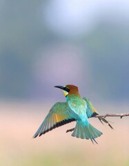 Obraz premium Colorful European Bee-Eater perched on a branch with wings spread against a soft sky