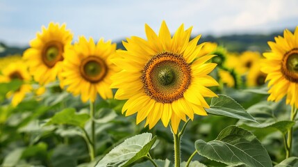 Fototapeta premium Bright and vibrant sunflowers swaying gently in a lush sunny meadow with a backdrop of blue skies This picturesque and serene natural scene captures the beauty and tranquility of the countryside