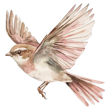 Watercolor Bird in Flight Clipart: Rustic Sparrow or Nightingale Illustration
