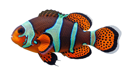 Vibrant orange and white striped clownfish with black fins swimming gracefully isolated on transparent background