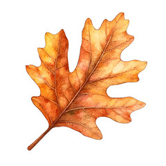 Watercolor Autumn Oak Leaf Clipart: Rustic Fall Foliage Illustration
