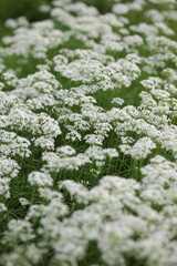 花が密に咲いている路傍のニラ