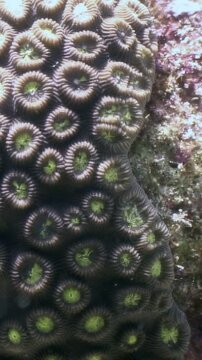 Explore the underwater beauty of the Philippines. Observe colonial stone coral, potentially favia or favites from the faviidae family, thriving in its natural habitat.