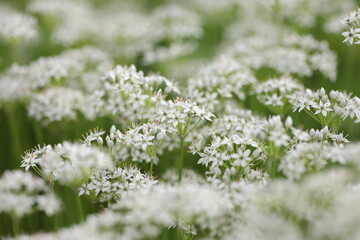 クローズアップしたニラの花