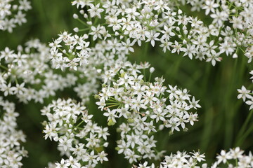 真上よりクローズアップしたニラの花
