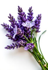 Obraz premium A fragrant bunch of fresh lavender flowers with green stems, artfully arranged and isolated on a pristine white background, nature, simple