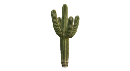 Saguaro cactus stands tall with multiple arms under even lighting, isolated against a solid .