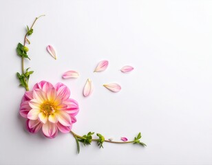 Naklejka premium Blooming pink dahlia flower with scattered petals