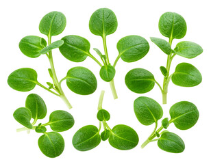 Golden Thin Crepes with Colorful Veggies in Elegant Stack isolated on transparent background PNG