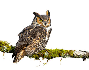  Great Horned Owl Resting on Mossy Branch isolated on transparent background PNG