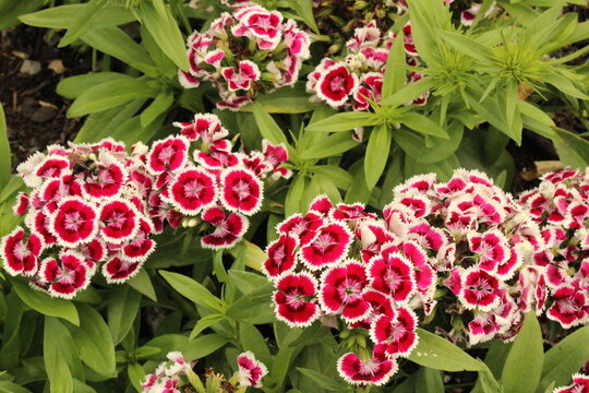 Dianthus barbatus 'Darts Red White Picotee', Bartblume mit rot-wei&szlig;en Bl&uuml;ten