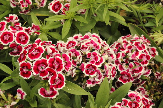 Dianthus barbatus 'Darts Red White Picotee', Bartblume mit rot-wei&szlig;en Bl&uuml;ten