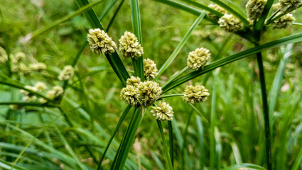 Macro shot of wild grass with clustered yellow-green flower heads and long narrow leaves in a natural green meadow background.
