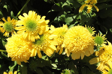 Echinacea 'Sunny Days Lemon', Purpursonnehut mit gelben gefüllten Blüten