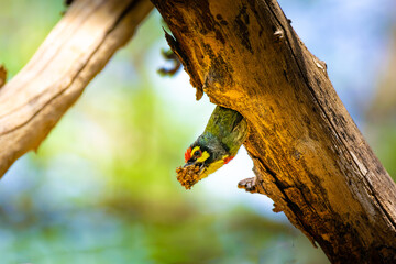 Coppersmith Barbet perched on a tree trunk in Rajasthan forest with insect in beak, showing vivid green, red, and yellow plumage. Perfect wildlife moment capturing nature’s detail and behavior.