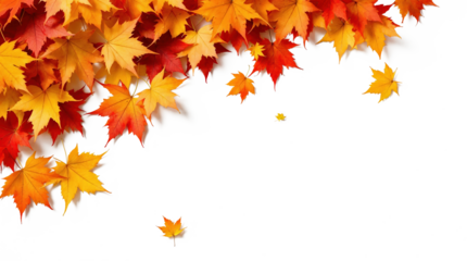 Vibrant autumn maple leaves in shades of red, orange, and yellow