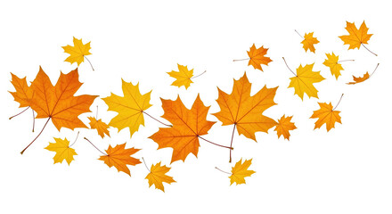 Autumn maple leaves falling against a black background