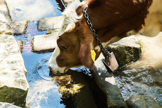A farm cow drinks clear, fresh water from an old stone trough in a clean, rural mountain setting
