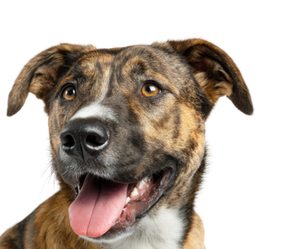 Happy dog portrait setup animal bright lighting isolated on transparent background