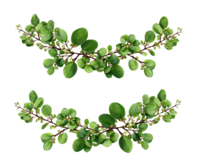 Fresh green leaves and blossoms nature botanical isolated on transparent background