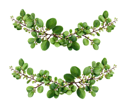 Fresh green leaves and blossoms nature botanical isolated on transparent background