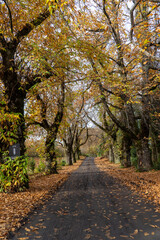 Autumn road surrounded by colorful trees and fallen leaves
