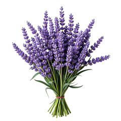 Fototapeta premium Lavender Flower Bouquet with Purple Blooms and Green Stems on Transparent Background