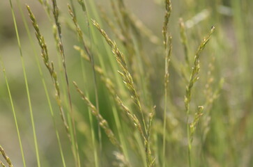 Meadow grass. A close-up of grass growing in a meadow. It's a summer day, and the ground is covered in a dense carpet of various grasses and plants. They are light green with thin stems and leaves.