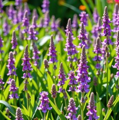 Obraz premium Lush purple wildflowers blooming in a vibrant green meadow, spring, botany, green
