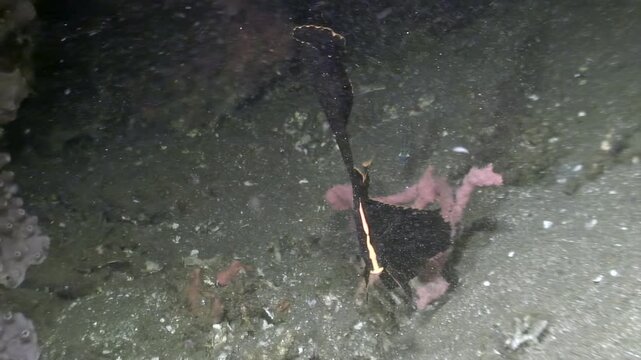 Exploring the dark sandy bottom, a diver searches for nudibranchs in Mabini, Batangas, Philippines during a night dive. A sea star is seen in the background.