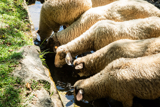 Farm sheep drinking clean, fresh water from a rustic stone trough in a tranquil mountain village setting
