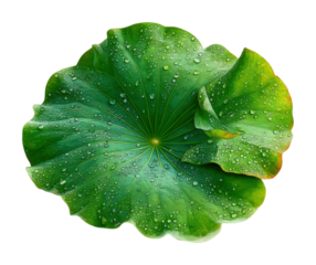 Water droplets on green lotus leaf in nature isolated on transparent background