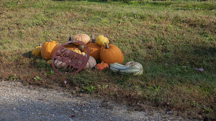 Pumpkin patch in the field.