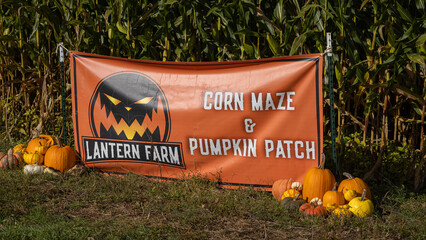 Halloween pumpkin on the grass