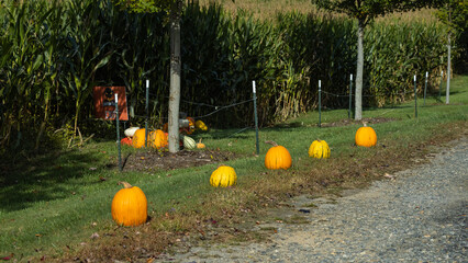 Pumpkins laying in a field.