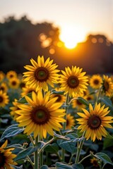 Fototapeta premium Golden sunflowers facing the dawn, bathed in soft morning light, morning, light, dawn