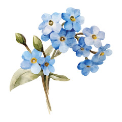 Watercolor Illustration of a Sprig of Blue Forget- Me- Not watercolor illutrastion transparent background