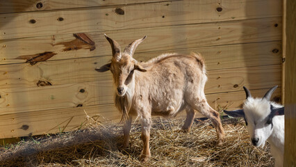 A goat on the farm.
